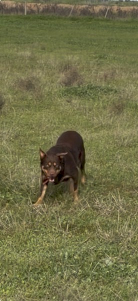 Kelpie Bitch