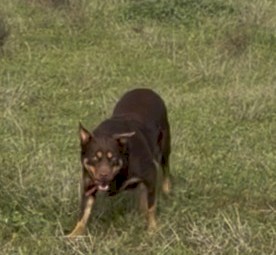 Kelpie Bitch