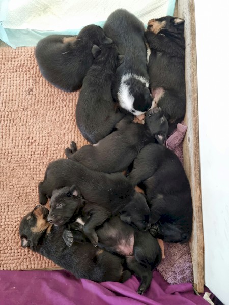 Kelpie x Collie Pups 