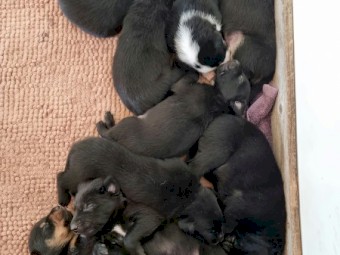 Kelpie x Collie Pups 