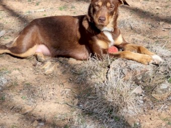 Kelpie x Collie Pups 