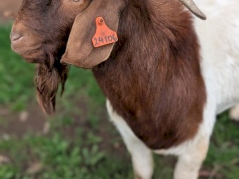 Boer Buck 2.5yrs old