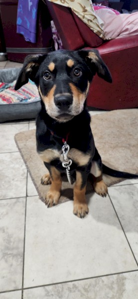 Male Kelpie (Free to good home)