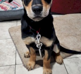 Male Kelpie (Free to good home)