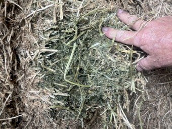 90mt Vetch Hay 580-600kg 8x4x3 Bales