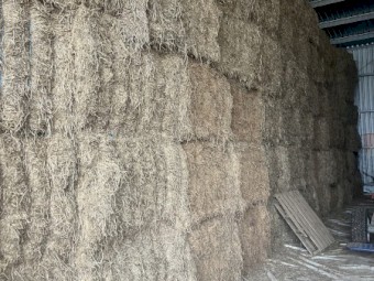 90mt Vetch Hay 580-600kg 8x4x3 Bales