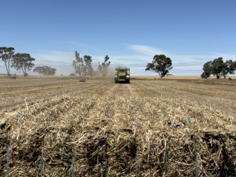 250mt Vetch Hay 8x4x3 Bales