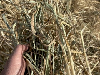 250mt Cereal Mix Hay 8x4x3 Bales