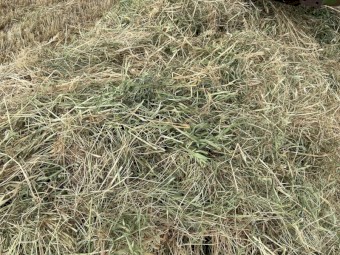 100mt Pasture Mix Hay 8x4x3 Bales