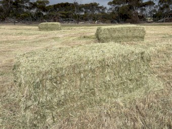 100mt Pasture Mix Hay 8x4x3 Bales