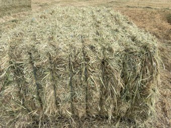 100mt Pasture Mix Hay 8x4x3 Bales