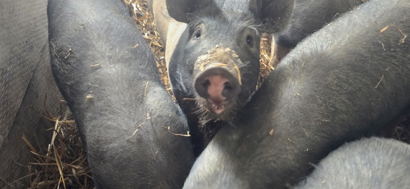 Hampshire x Berkshire Weaned Piglets x 8