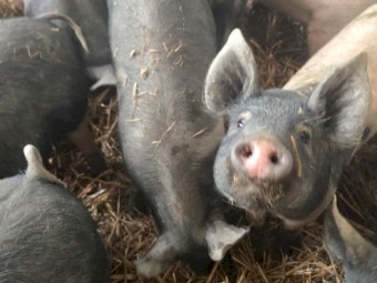 Hampshire x Berkshire Weaned Piglets x 8
