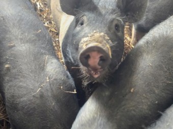 Hampshire x Berkshire Weaned Piglets x 8