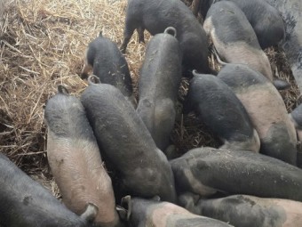 Hampshire x Berkshire Weaned Piglets x 8
