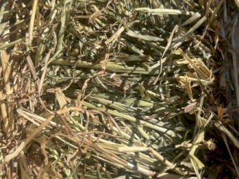 100mt Rye Grass Hay 530kg 8x4x3 Bales