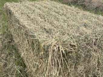 100mt Rye Grass Hay 530kg 8x4x3 Bales