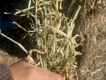 100mt Rye Grass Hay 530kg 8x4x3 Bales