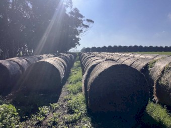 150 x Clover Hay Rolls