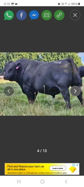 Registered 6 year old Leawood Bull