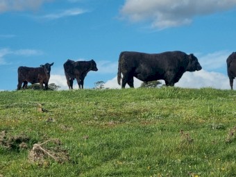 Registered 6 year old Leawood Bull