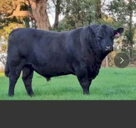 Registered 6 year old Leawood Bull