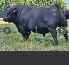 Registered 6 year old Leawood Bull