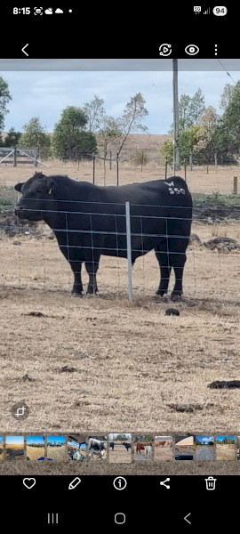Registered Angus bull 