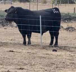 Registered Angus bull 