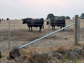 Registered Angus bull 