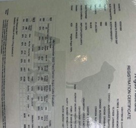 Registered Angus bull 