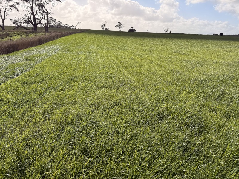 80 acres Sheep Agistment