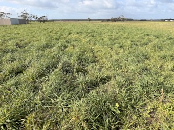 80 acres Sheep Agistment