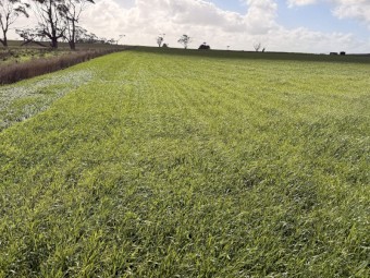 80 acres Sheep Agistment