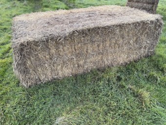 50mt Wheaten Hay 650kg 8x4x3 Top Bales