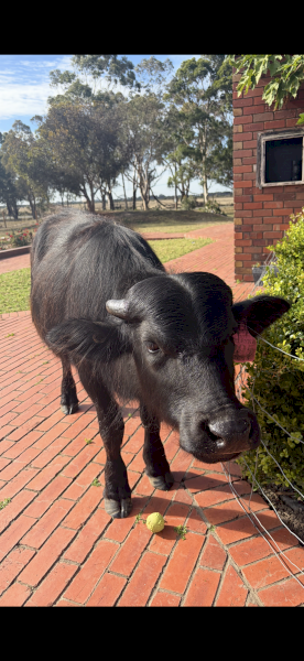 Riverina Female Water Buffalo