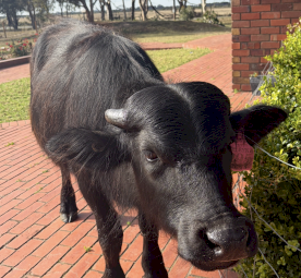 Riverina Female Water Buffalo