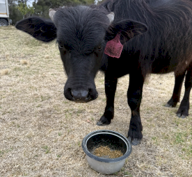 Riverina Female Water Buffalo