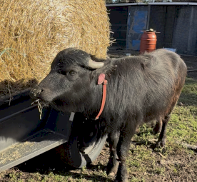 Riverina Female Water Buffalo