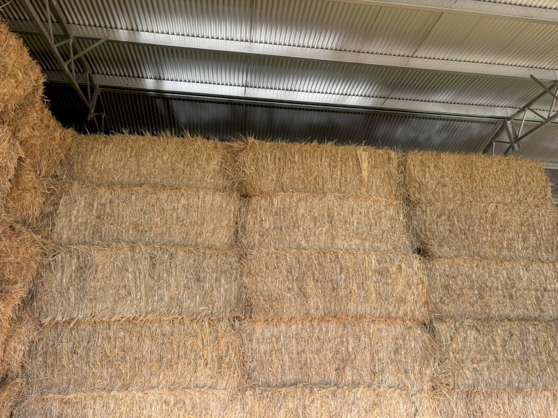 500 x Wheaten Straw 450kg 8x4x3 Bales