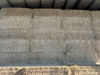 500 x Barley Straw 450kg 8x4x3 Bales