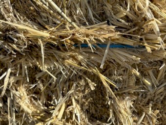 500 x Barley Straw 450kg 8x4x3 Bales