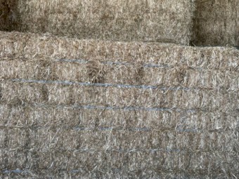 300mt Balansa Clover Hay 550kg 8x4x3 Bales