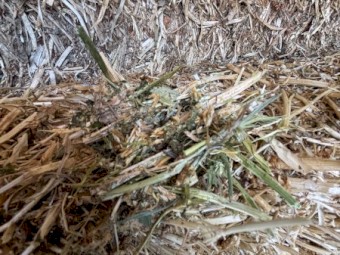 300mt Balansa Clover Hay 550kg 8x4x3 Bales