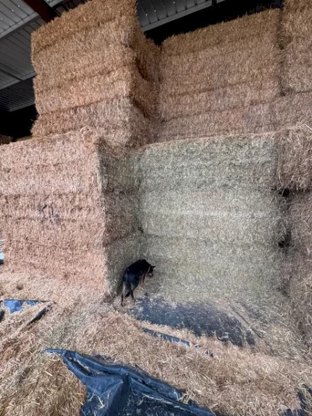 240mt Cereal, Clover, Rye and Lucerne Hay 630kg 8x4x3 Bales