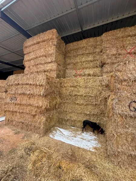 250mt Cereal, Clover, Rye and Lucerne Hay 650kg 8x4x3 Bales