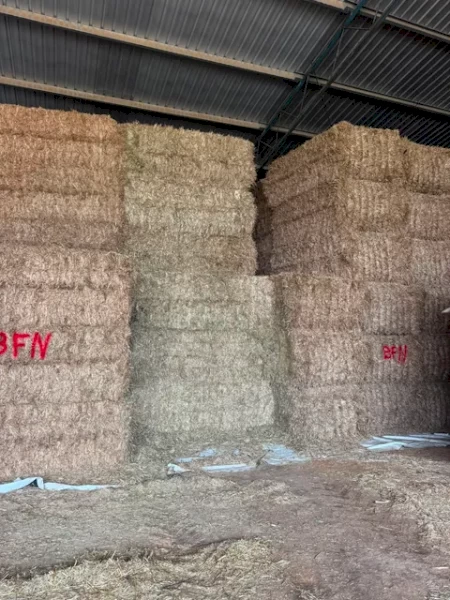 350mt Cereal, Clover, Rye and Lucerne 620-680kg 8x4x3 Bales
