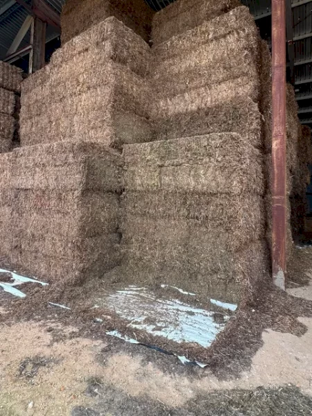600mt Vetch, Clover 640kg 8x4x3 Bales