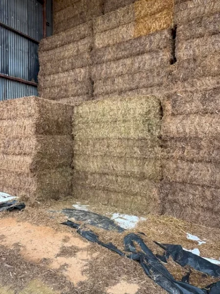 330mt Vetch, Clover Hay 620kg 8x4x3 Bales