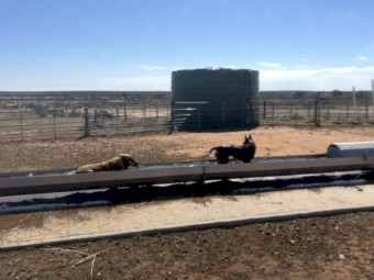 WANTED Stainless Steel Sheep Water Troughs